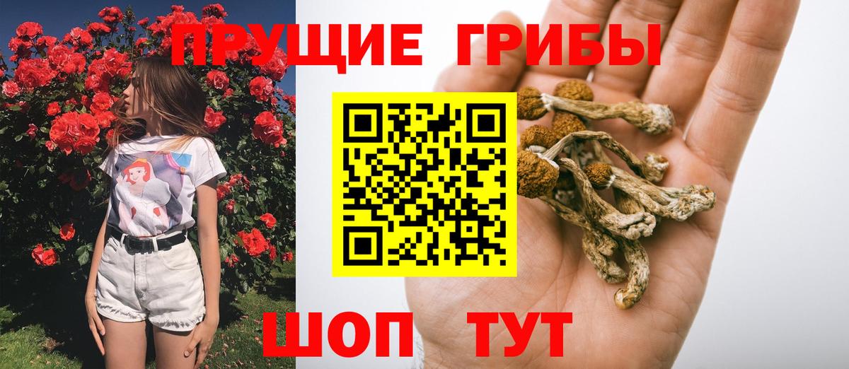Псилоцибиновые грибы мицелий Краснознаменск